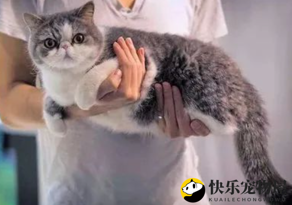 馋嘴小怪兽上新啦，满足宠物主精细化养宠需求