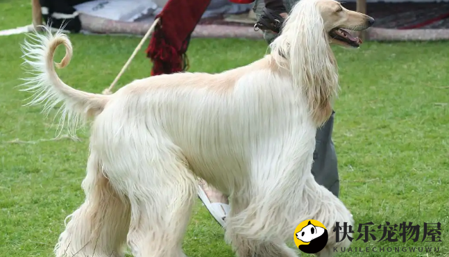 阿富汗猎犬攻击性强吗？