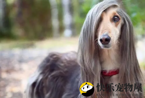 阿富汗猎犬喂养 饮食饮水固定比例