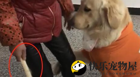 金毛咬伤邻居家的鸭被抽打，一把压住奶奶的手