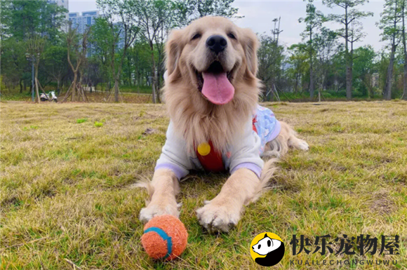 金毛属于什么犬？一探究竟