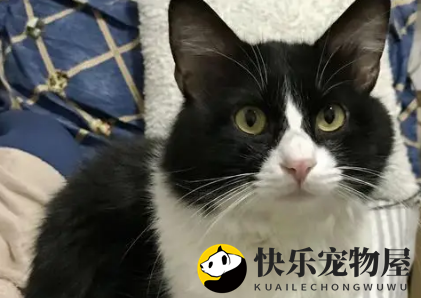 领养的田园猫为争宠，开窗把原住民放了：你流浪去吧！ 