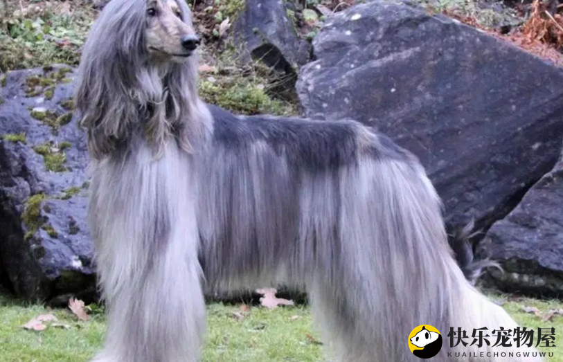 阿富汗猎犬配种技巧：掌握时机与注意事项