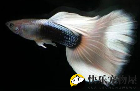 鹤顶红金鱼能和孔雀鱼混养吗