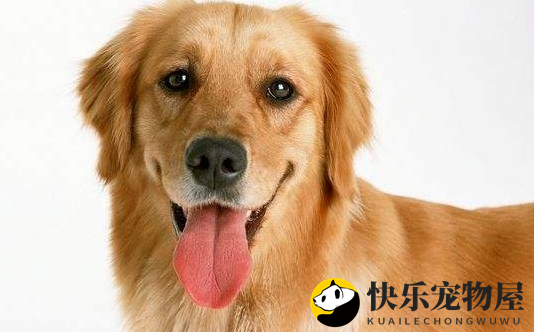 金毛脚趾缝毛要不要剪？答案是需要的