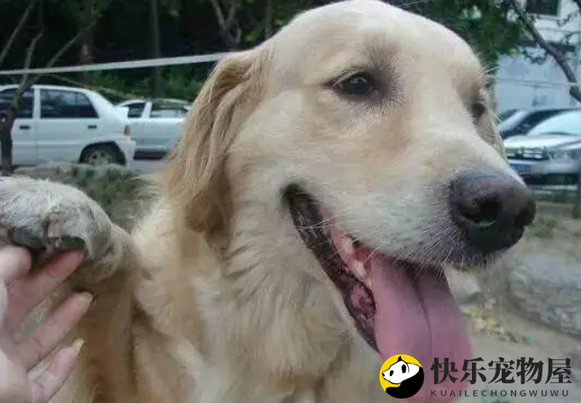 金毛得知怀孕的女主想抛弃它，为留下，金毛的行为让邻居为它撑腰