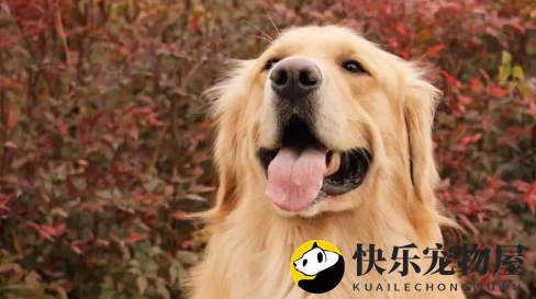 金毛脚臭如何应对？金毛脚臭的成因？