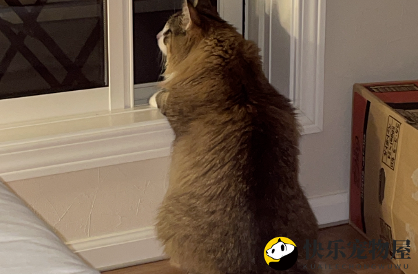 邻居的猫总来网友家玩，惹得邻居很生气，威胁要报警