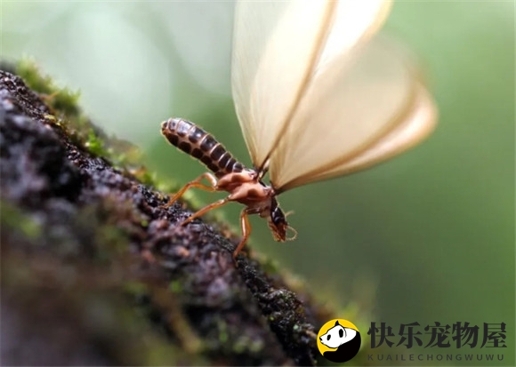 除白蚁专业公司