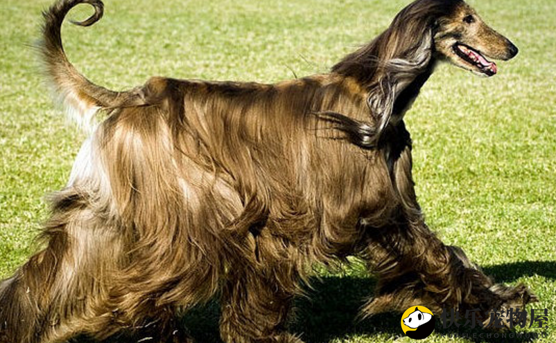 阿富汗猎犬配种技巧：掌握时机与注意事项