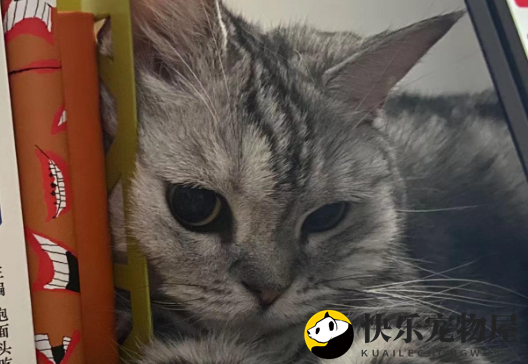 如尘精致宠物善终：以爱之名，让告别更加温柔?