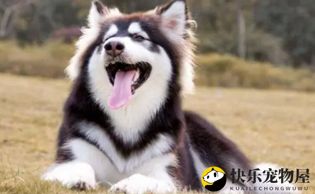 阿拉斯加鼻头变粉揭秘