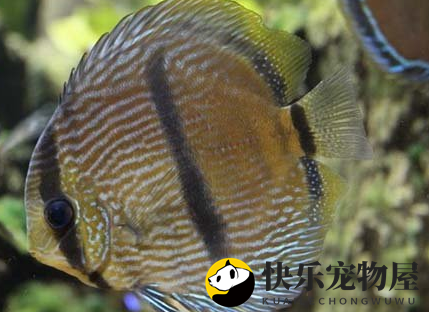 黑格尔野生七彩养护要点：水质要求严格