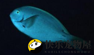 汤臣吊饮食指南，看看这些它最爱！
