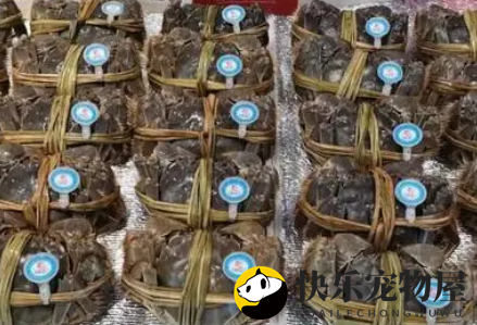 黄河口大闸蟹最佳食用月份