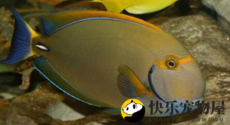 黑棘眼纹吊的特征！