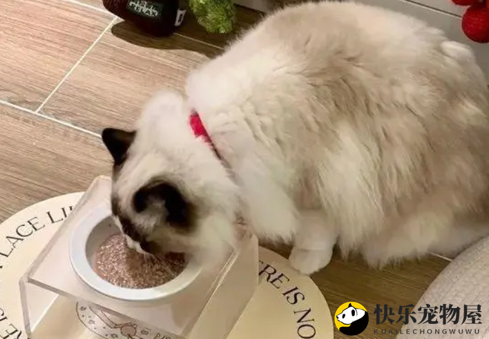 送一只猫赚8000元，“免费领养”悄然走红