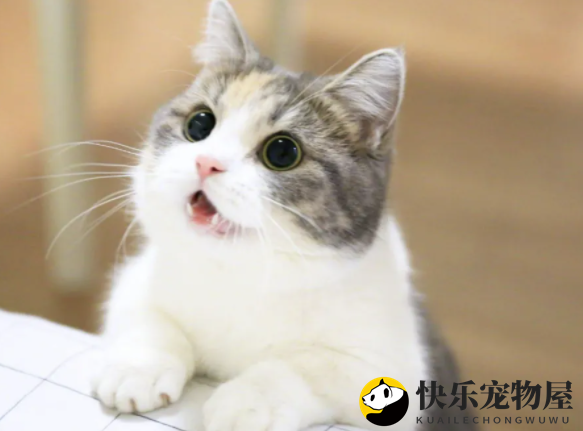 饲粮中添加壳寡糖对成猫的影响？