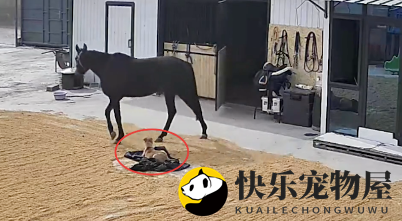 马从房间逃走了，狗狗发现后立马叫喊通知主人，避免了一场意外！