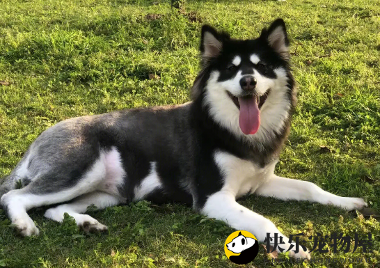 阿拉斯加犬瘟早期有什么症状？你都知道吗？
