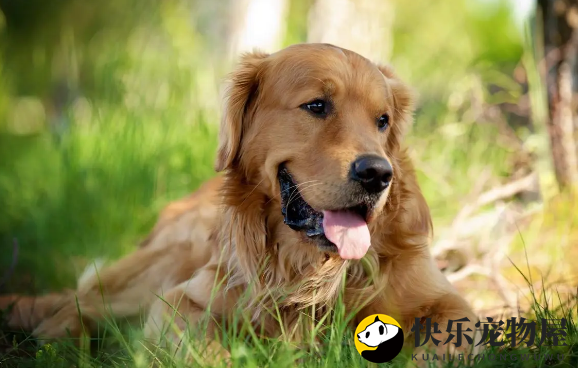 金毛犬能吃火腿肠吗？食用时需注意什么？
