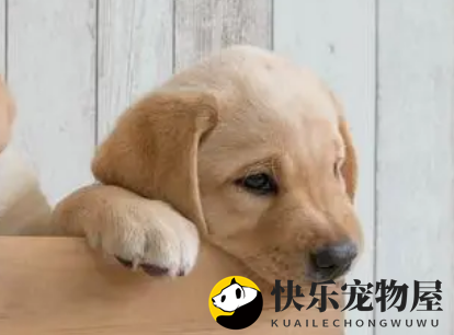 金毛幼犬价格有500元的吗？想养的人来get下吧
