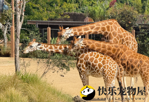 长颈鹿现存数量揭秘