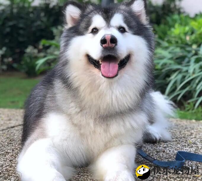 阿拉斯加幼犬如何产生泪痕？如何去除泪痕？