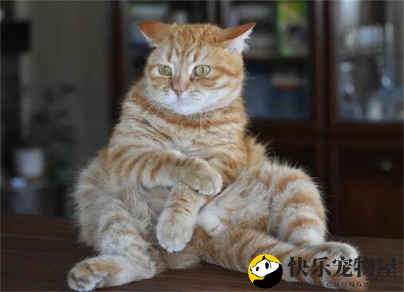 适合新手养的猫品种有哪些？