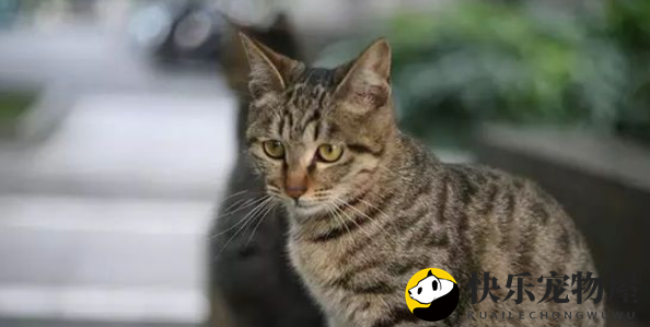 那些你不知道的狸花猫冷知识，来看看吧！