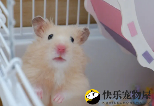 金丝熊受惊吓症状