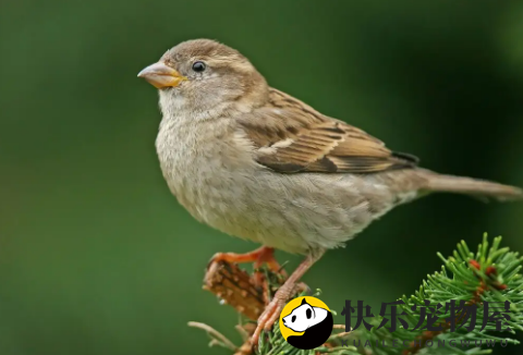 麻雀入屋有什么预兆