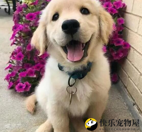 金毛宝宝能吃胡萝卜吗？家长必知的营养知识
