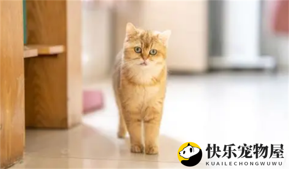 金丝猫的品种解析，揭秘金丝猫