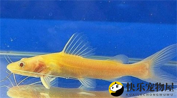 揭秘金丝猫鱼的养护之道——适宜水温20至30度？