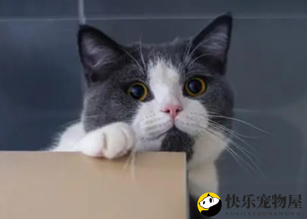 铲屎官的哪些行为会让猫咪误以为你不要它了